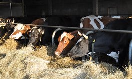 АО СК «РСХБ-Страхование» застраховало более 4 тыс. голов крупного рогатого скота АО «Красный Восток Агро»