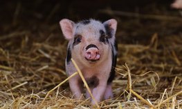 НСА: за 9 месяцев 2022 года застрахованное с господдержкой поголовье свиней выросло на 19 %, КРС — на 17 %