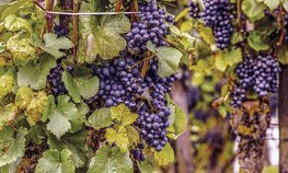 Более 192 млн рублей направили на развитие виноградарства в Ростовской области за пять лет