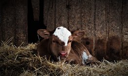 АО СК «РСХБ-Страхование» застраховало крупный рогатый скот сельхозкооператива на 263 млн рублей