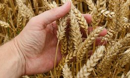 Россия закупила в интервенционный фонд 46,71 тыс. тонн зерна