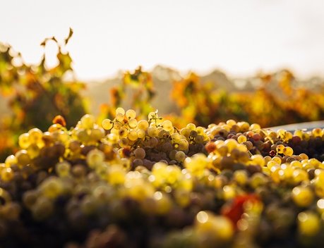 На Кубани собрали рекордные 280 тыс. тонн винограда