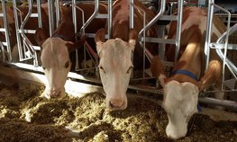 Омским животноводам, заготовившим из-за засухи мало кормов, выделят 180 млн рублей