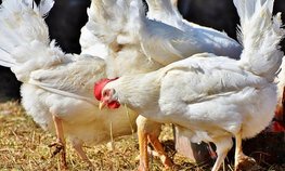 АО СК «РСХБ-Страхование» застраховало более 490 тысяч голов птицы ООО «Сельскохозяйственная производственная компания «Амурптицепром»»