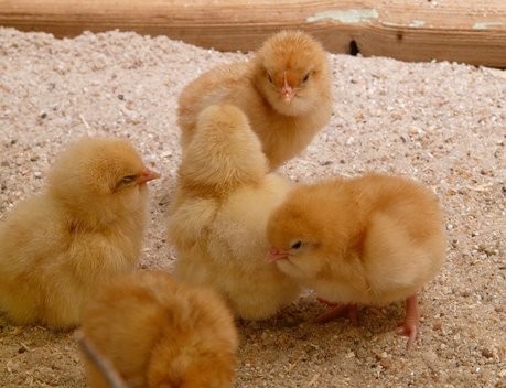 АО СК «РСХБ-Страхование» застраховало более 1 млн цыплят ООО «Торгово-птицеводческая компания «Балтптицепром»