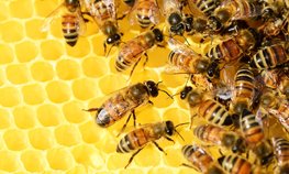 В Башкортостане на поддержку колодно–бортевого пчеловодства выделили 20 млн рублей