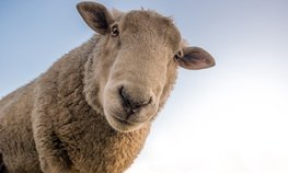 Приоритеты развития российского овцеводства обсудили в Ставропольском крае