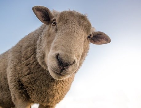 Приоритеты развития российского овцеводства обсудили в Ставропольском крае