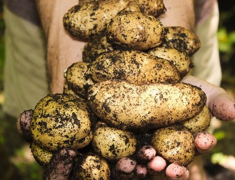 В Северной Осетии открылся селекционно-семеноводческий центр по производству посадочного материала картофеля