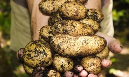 В Северной Осетии открылся селекционно-семеноводческий центр по производству посадочного материала картофеля