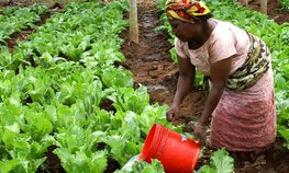 В Афросоюзе назвали препятствия для развития сельского хозяйства на континенте
