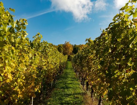 В Кабардино-Балкарии в 2022 году заложено 26 га виноградников по суперинтенсивной технологии