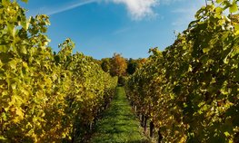 В Кабардино-Балкарии в 2022 году заложено 26 га виноградников по суперинтенсивной технологии