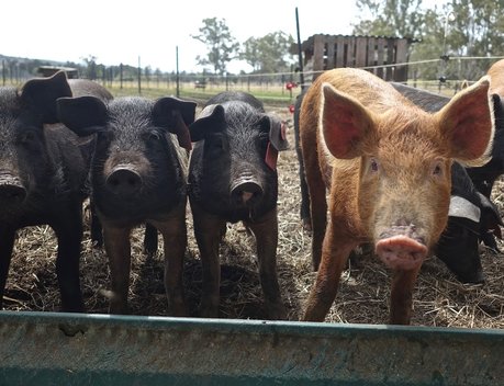 В Приморье в 2022 году производство свинины выросло почти в 2,5 раза