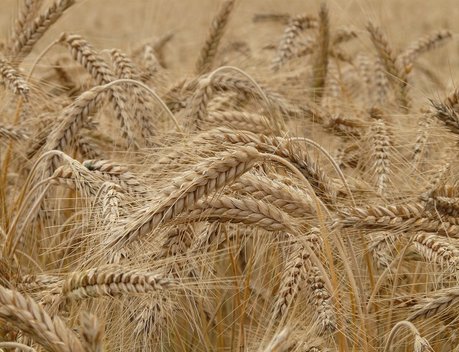 В Минсельхозе обсудили перспективы наращивания экспорта зерна