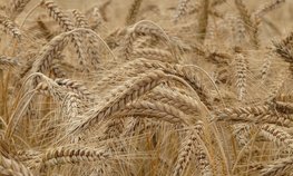 В Минсельхозе обсудили перспективы наращивания экспорта зерна