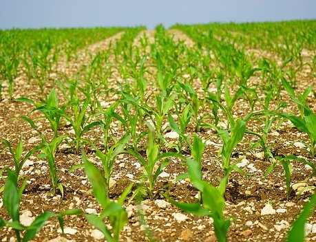 В ЦФО существенный рост спроса на страхование урожая — застрахованная площадь сева увеличилась в 2022 году на 42 %