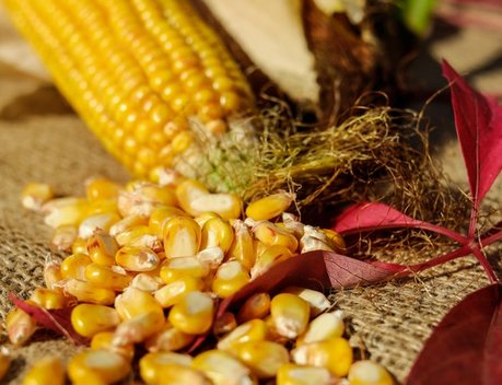 Минсельхоз предлагает с 2024 года квотировать импорт семян пшеницы, ржи, ячменя и кукурузы