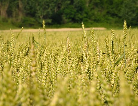 На поддержку сельхозтоваропроизводителей Приангарья планируется направить 3,7 млрд рублей