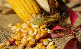Минсельхоз предлагает с 2024 года квотировать импорт семян пшеницы, ржи, ячменя и кукурузы