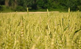 На поддержку сельхозтоваропроизводителей Приангарья планируется направить 3,7 млрд рублей