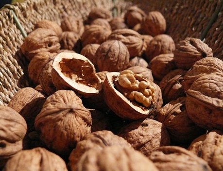 В Ингушетии до конца 2023 года запустят первый завод по переработке грецкого ореха