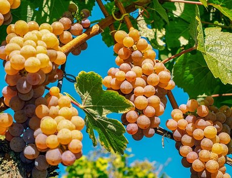 В Дагестане площадь закладки молодых виноградников выросла на 25 %