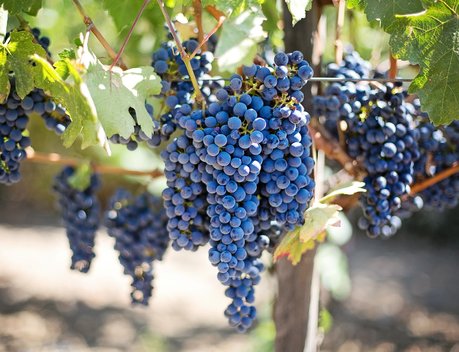 На Кубани в 2023 году планируют на 27 % нарастить производство саженцев винограда