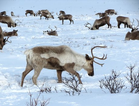 Сельхозпредприятия в Арктике хотят освободить от экологической экспертизы проектной документации