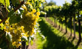 На Кубани более 1,1 млрд рублей направят на поддержку виноградарства