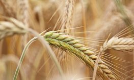 Минсельхоз определил плановый уровень валового сбора зерна в объеме 120 млн тонн