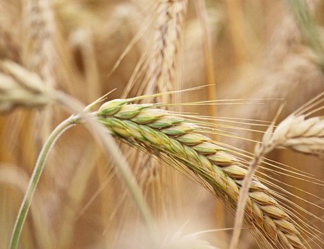 Минсельхоз определил плановый уровень валового сбора зерна в объеме 120 млн тонн