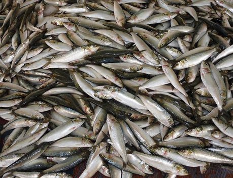 Перечень поставщиков рыбной продукции из России в Китай расширили до 866