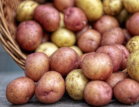 Минсельхоз России представил лучшие сорта картофеля отечественной селекции