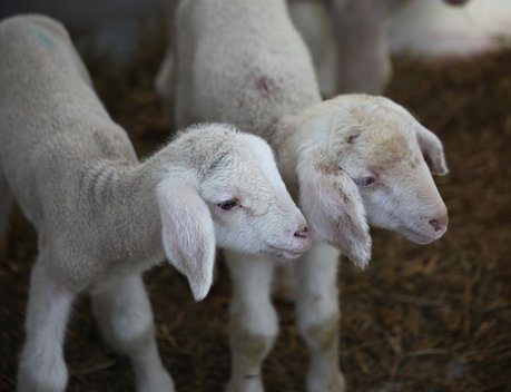 На Кубани запустили программу поддержки овцеводства