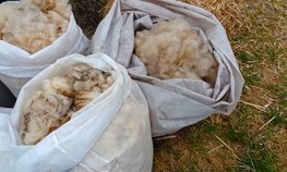 Производителям шерсти в Забайкалье направили на поддержку производства 16 млн рублей