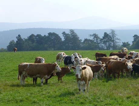 В России предложили установить единый предельный срок аренды земли для выпаса скота