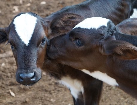 В Тверской области 68 хозяйств могут получить поддержку на повышение продуктивности в молочном скотоводстве