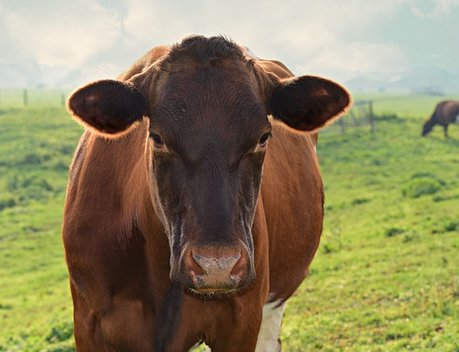 Хозяйствам Забайкалья направили 46 млн рублей на развитие мясного животноводства