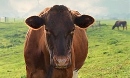 Хозяйствам Забайкалья направили 46 млн рублей на развитие мясного животноводства