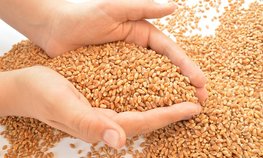 В Омской области планируют увеличить объем хранения интервенционного фонда зерна на 43,8 %