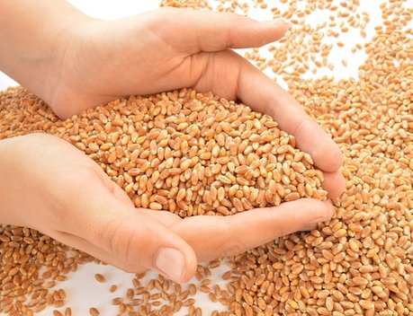 В Омской области планируют увеличить объем хранения интервенционного фонда зерна на 43,8 %
