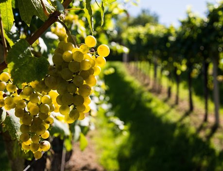 «Абрау-Дюрсо» построил на Кубани новый виноградный питомник на 2,5 млн саженцев