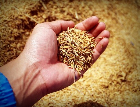 В Санья завершили строительство крупнейшего в мире хранилища геномов дикого риса