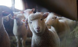 Перспективы развития подотрасли овцеводства обсудили на XXIII Российской выставке племенных овец и коз