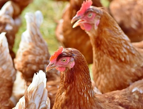 Президент НСА Корней Биждов: в Подмосковье около 76 % промышленного поголовья птицы застраховано на случай птичьего гриппа, в ряде соседних регионов страховая защита отсутствует