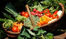 Участники программы «Агростартап» в Крыму вырастили более тысячи тонн зелени, овощей, картофеля, плодов и ягод в 2022 году