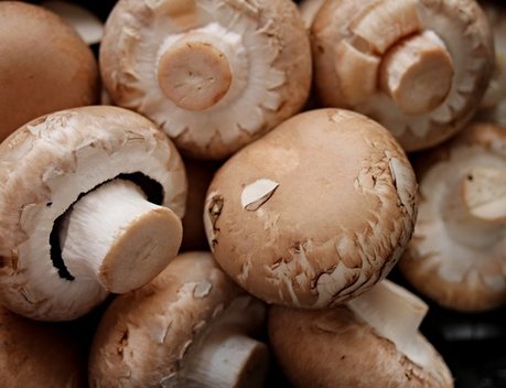 Производство культивируемых грибов в России достигло рекордного уровня