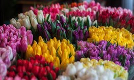 В 2022 году в России выращено рекордное количество цветов