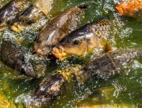 В Прикамье утвердили субсидии на производство и реализацию товарной рыбы